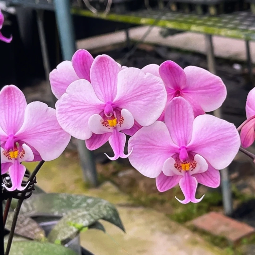 无花朵3.5寸银叶脉纹分生苗