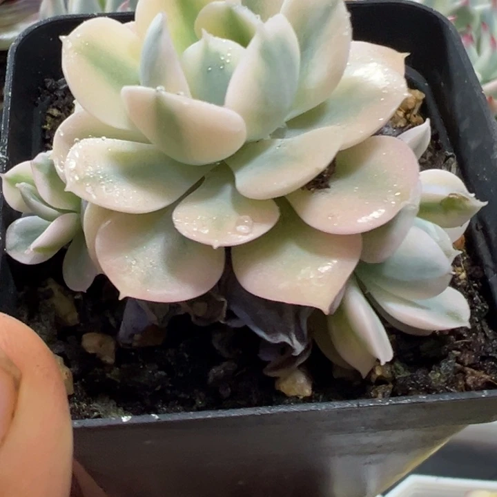 鲁氏锦四头多肉植物1822