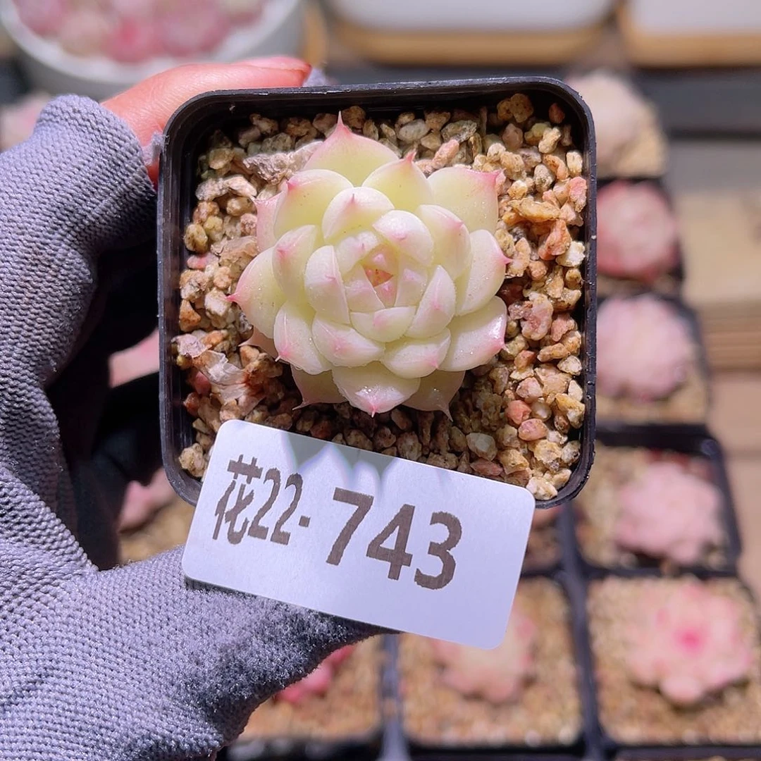 花22-743海王单头