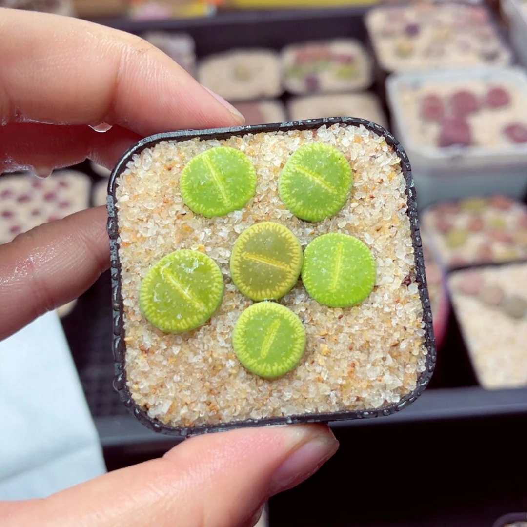 100号带盆包邮发货