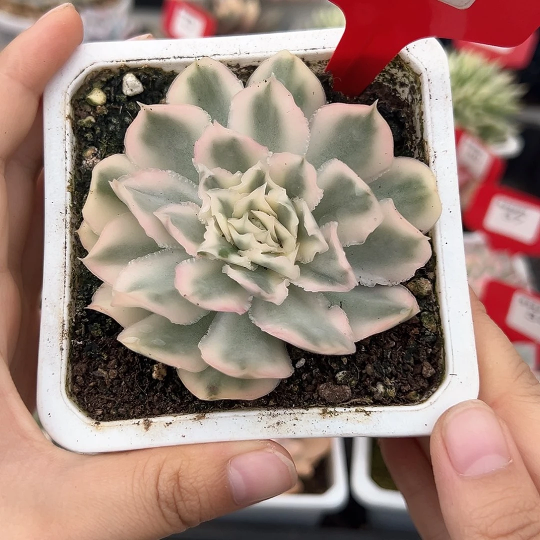 39号紫蝴蝶锦多肉植物