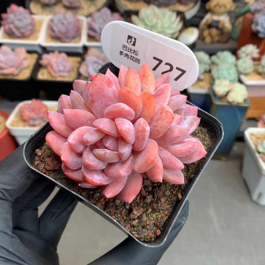 727 雪天使多肉多肉