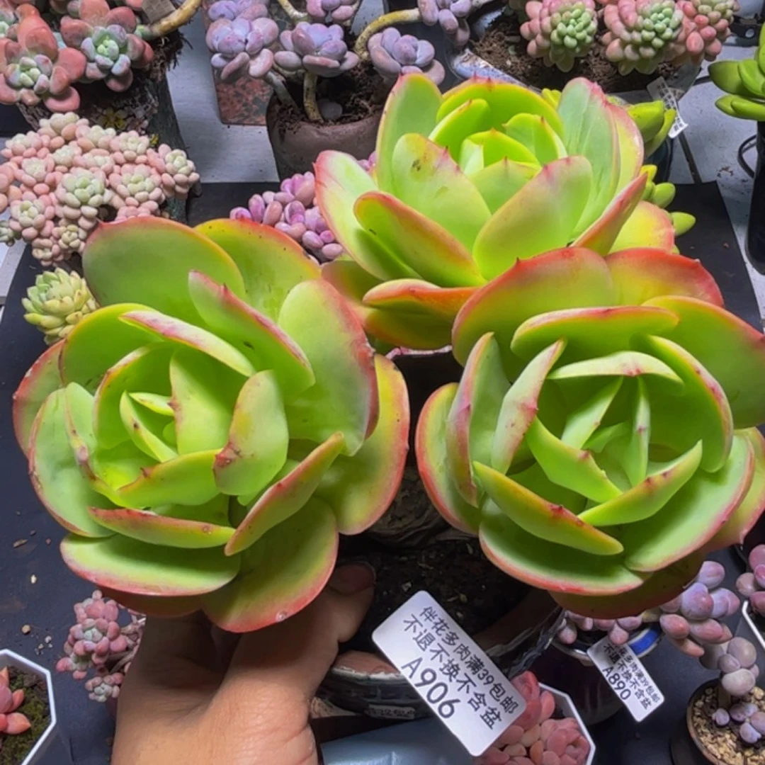 碧桃906/13cm有砍多肉