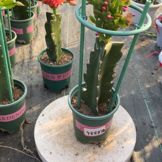 海***者双色蟹爪兰福利苗4888