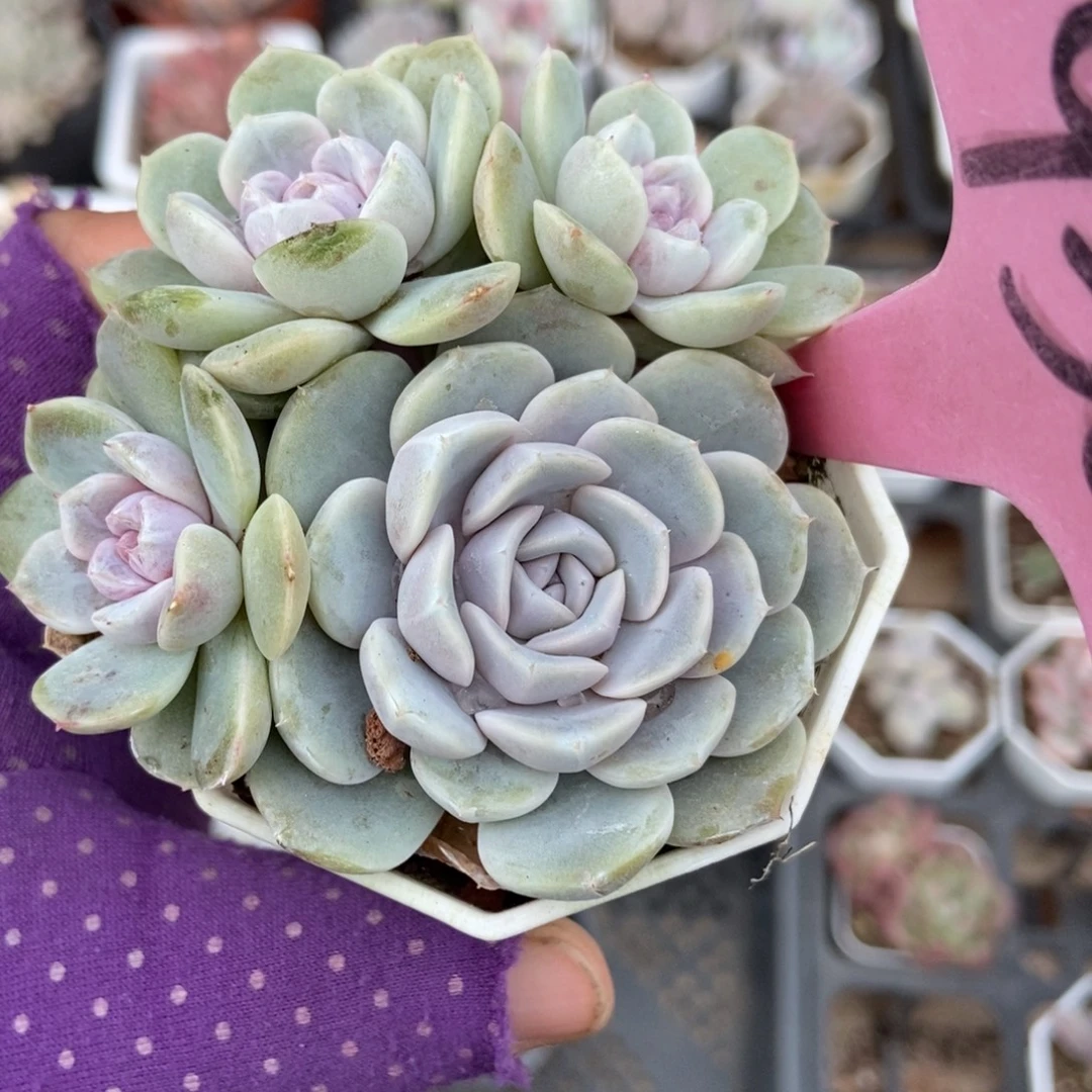 936汉堡多肉植物多肉