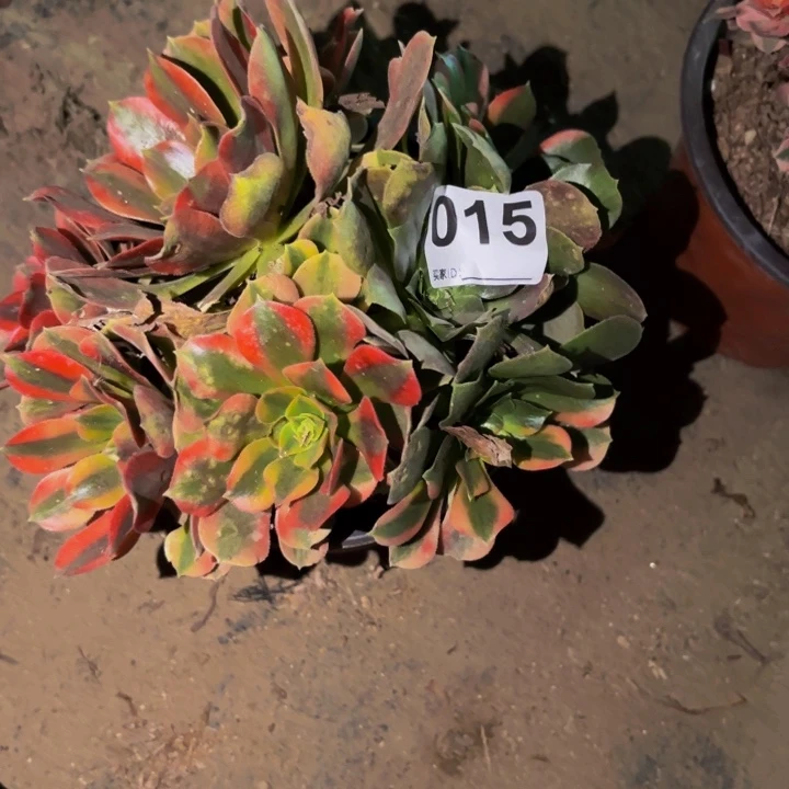 015红袖七彩多肉植物不售后