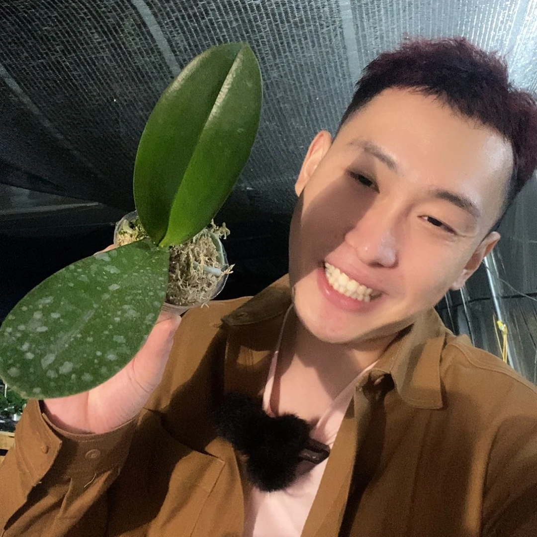 无花朵玛卡龙60蝴蝶兰