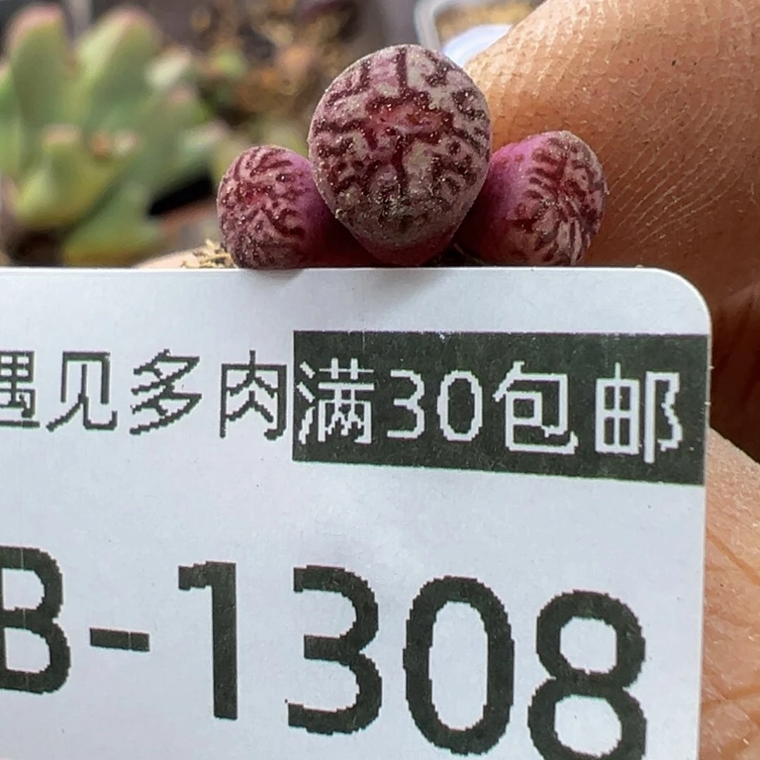 多肉植物1111111111111