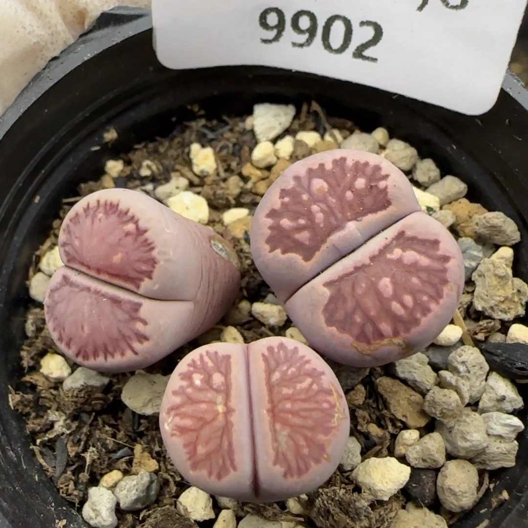 9902。紫菊。。。。。。。。