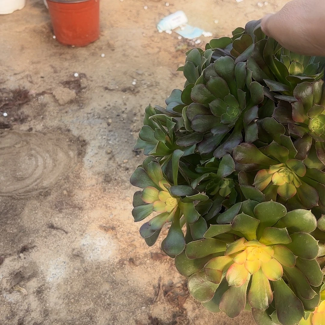 流星雨老庄多肉植物519