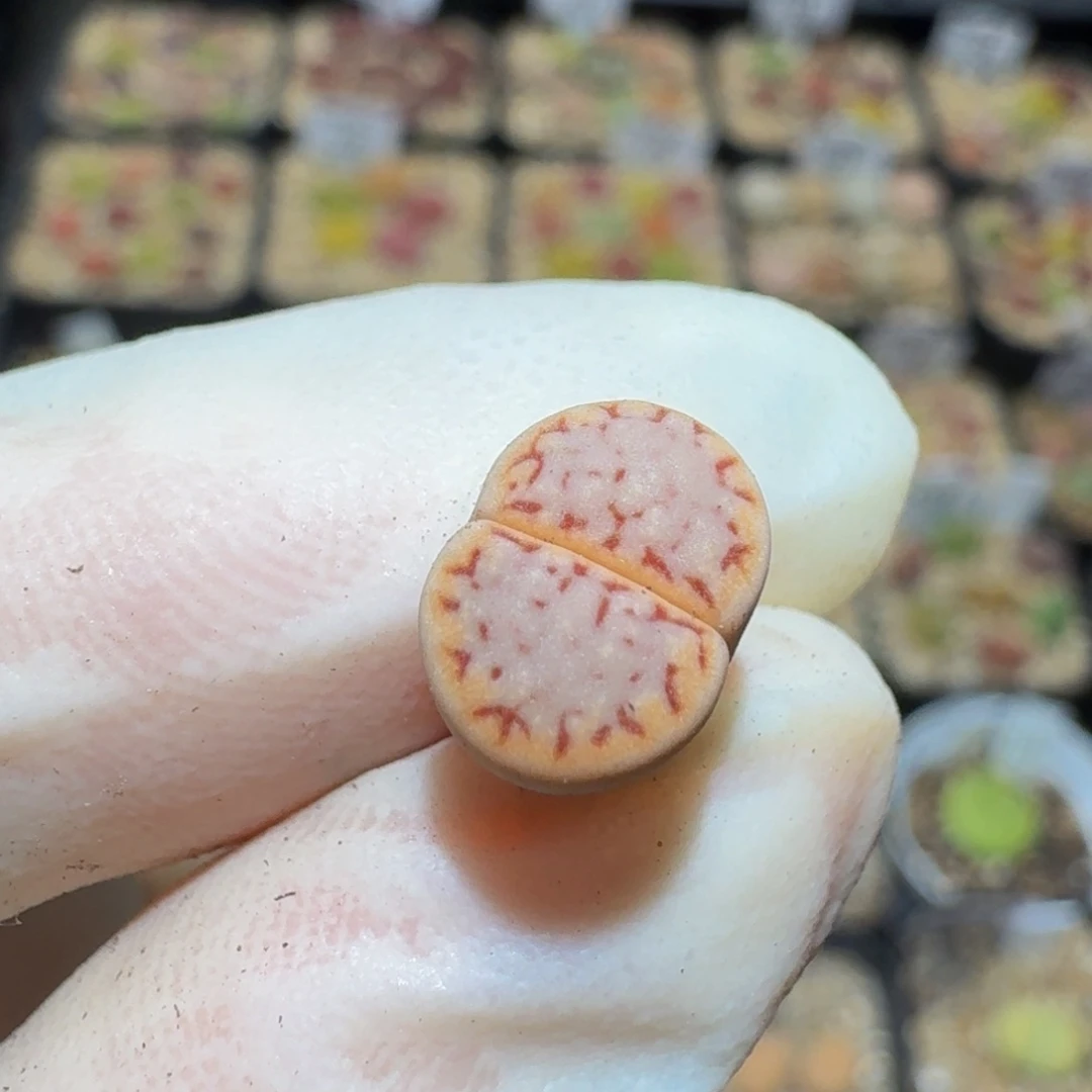 Ssss生石花肉锥271