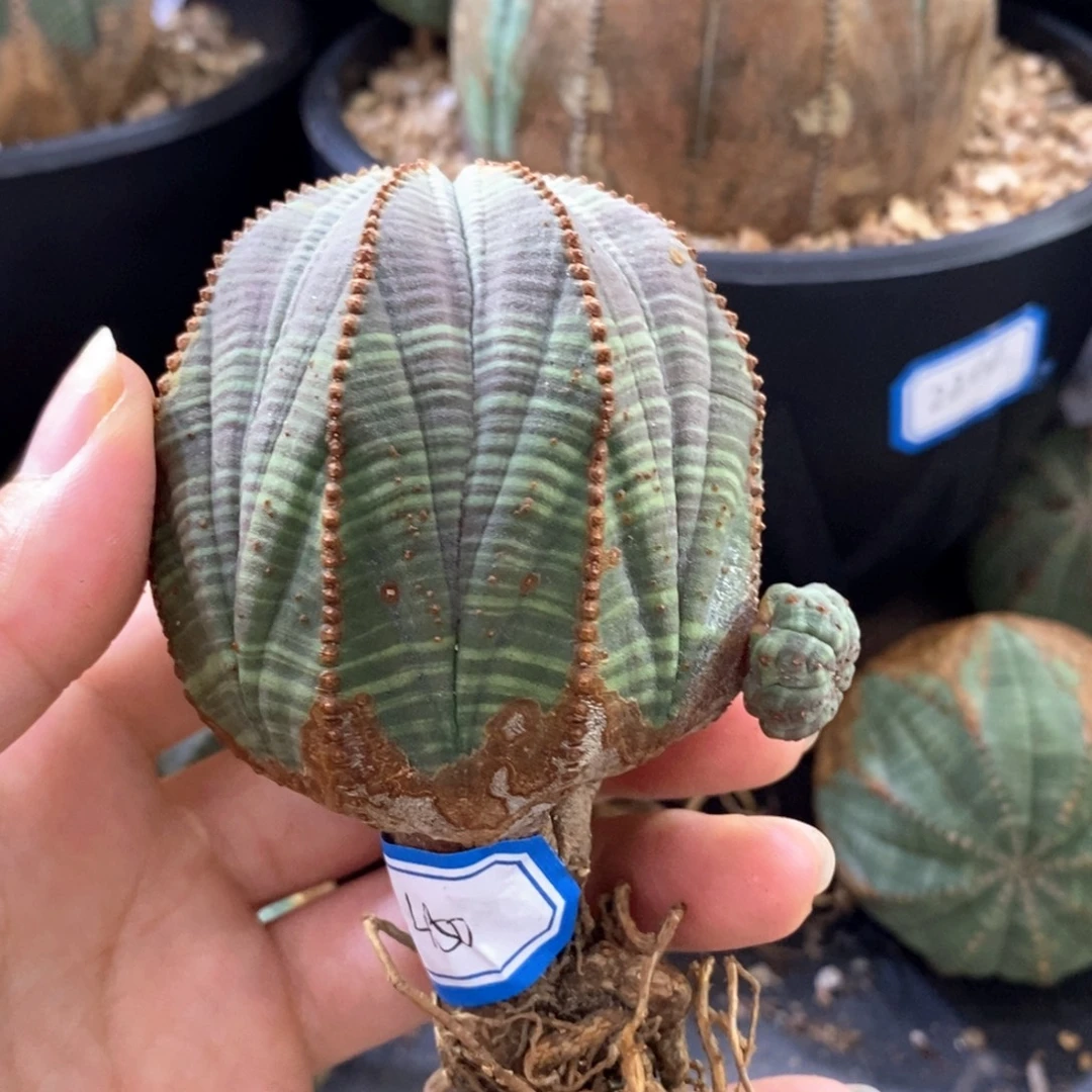 44欧系实生布纹球一物一拍