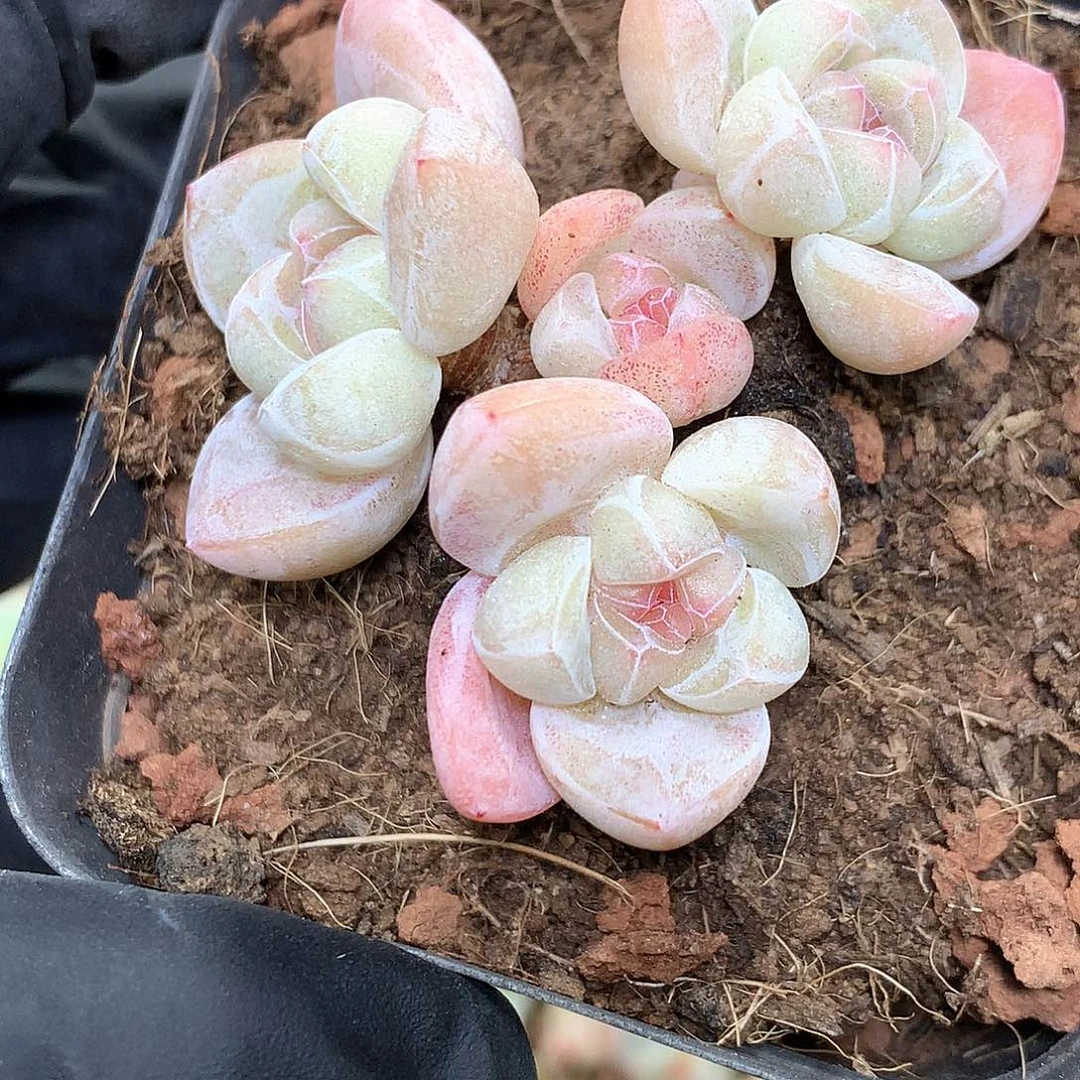 冰玉冰玉冰玉冰玉冰玉