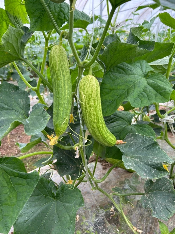 湖北荆州新鲜黄瓜3斤/5斤包邮