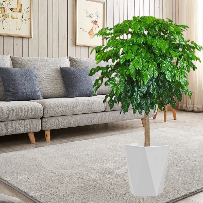 【送货上门】110cm-120cm棒棒糖幸福树绿宝树室内绿植绿植盆栽