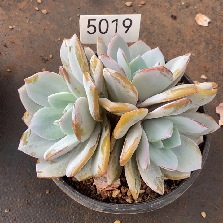 5019。   奶茶三头