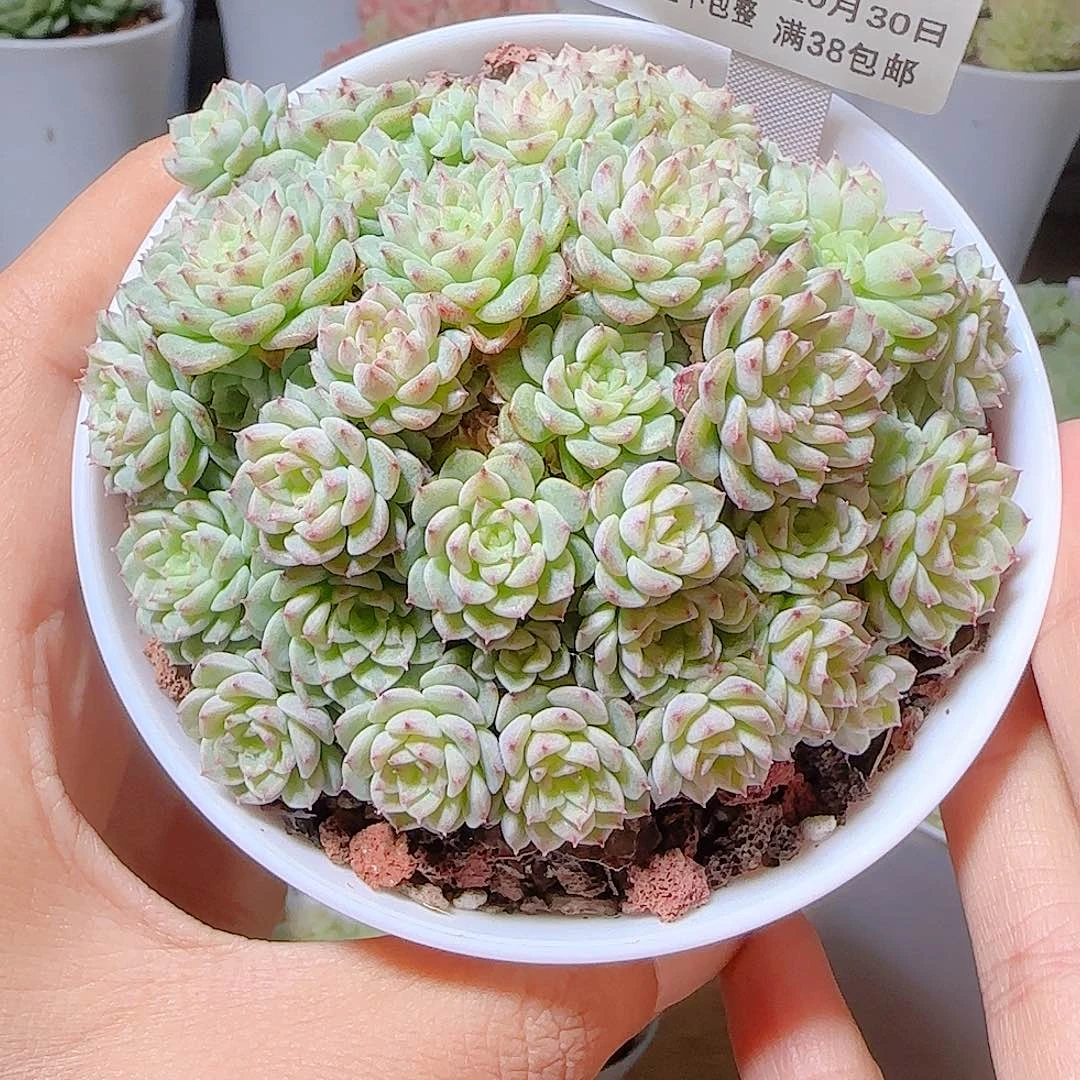 ￴***￴1030-284fm-69麦秆