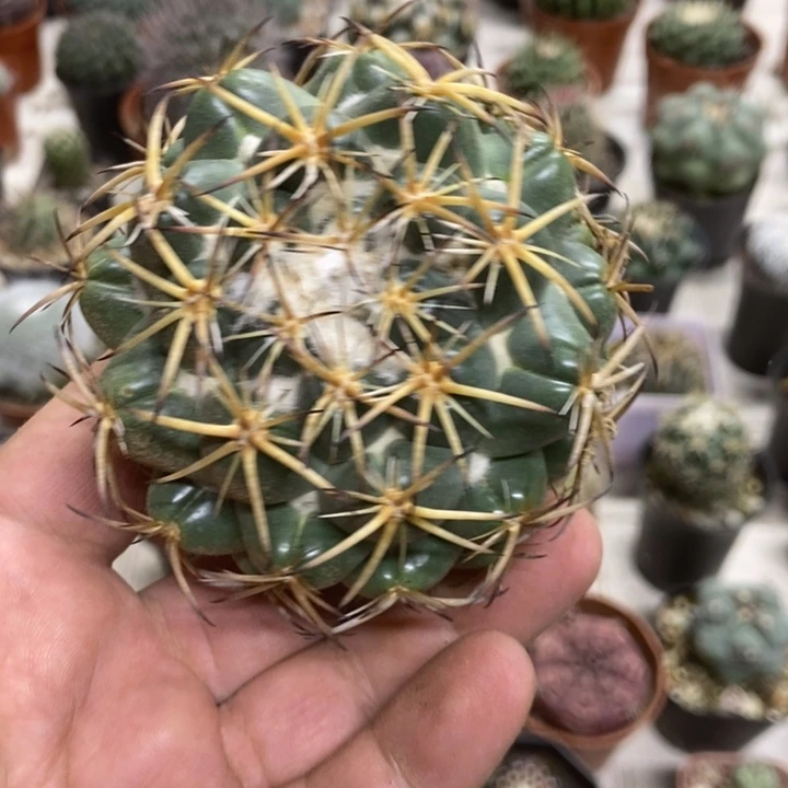实生天丝象牙特价2
