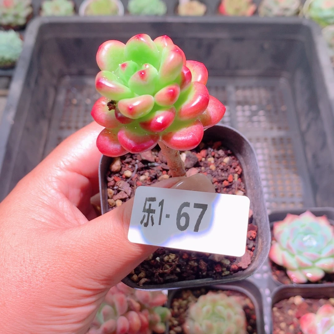乐然 1-67 香格里拉