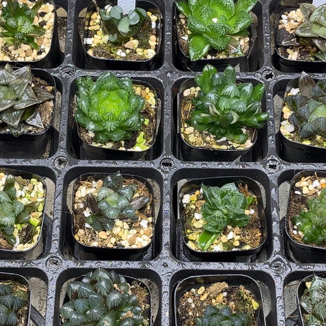 26 脱土包邮8颗福利