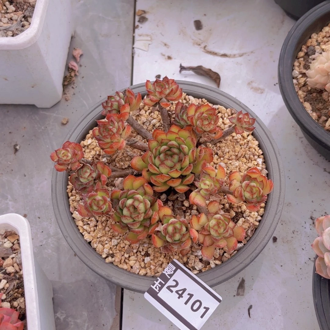 梦幻杂多肉植物24101