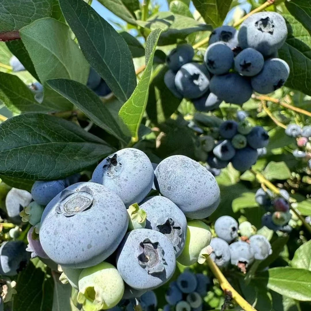 树苗蓝莓树果苗带果发大果蓝莓树苗南方北方盆栽地栽四季种植果树