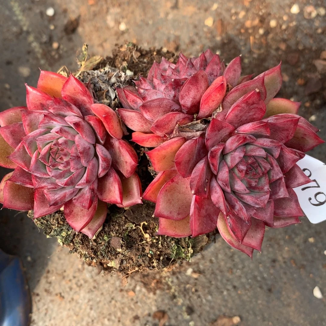 279杂交精品基地11厘米