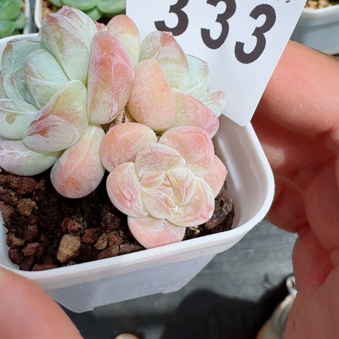 白冰玉            精美多肉植物
