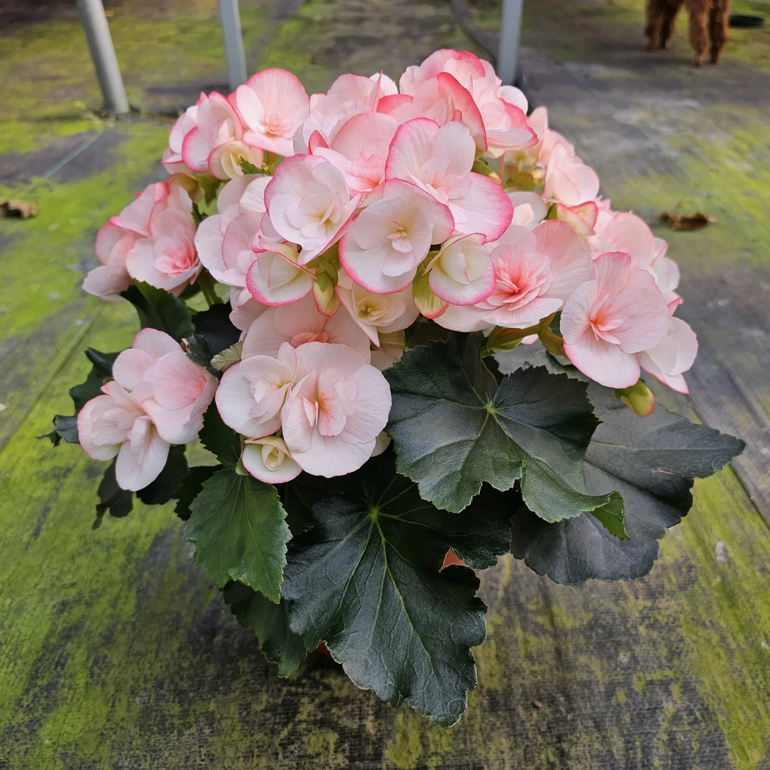 180凯米拉丽格海棠常年开花原盆原土带花苞发货山东青州基地直销