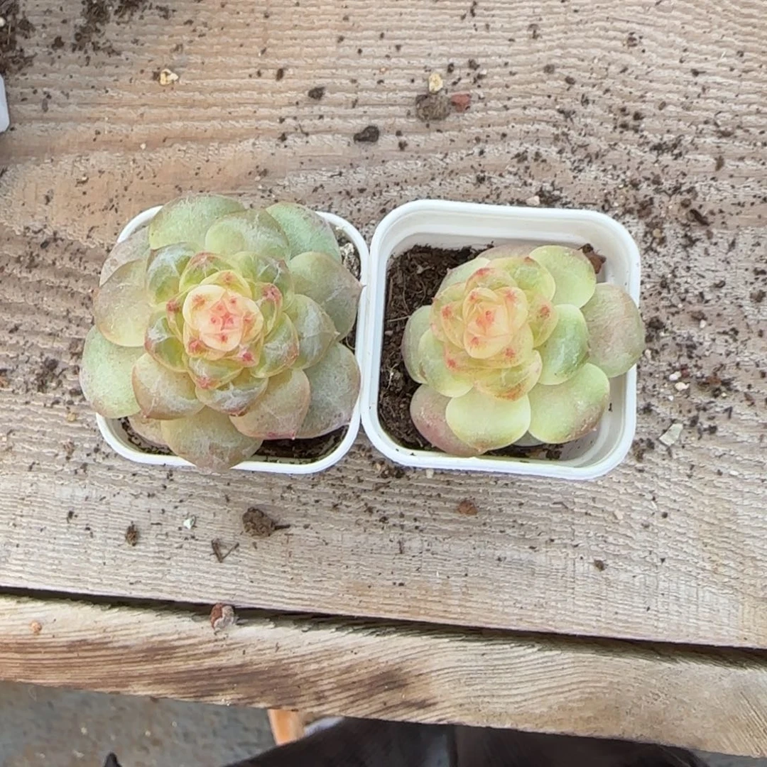 109 桌上盆一个满25包邮