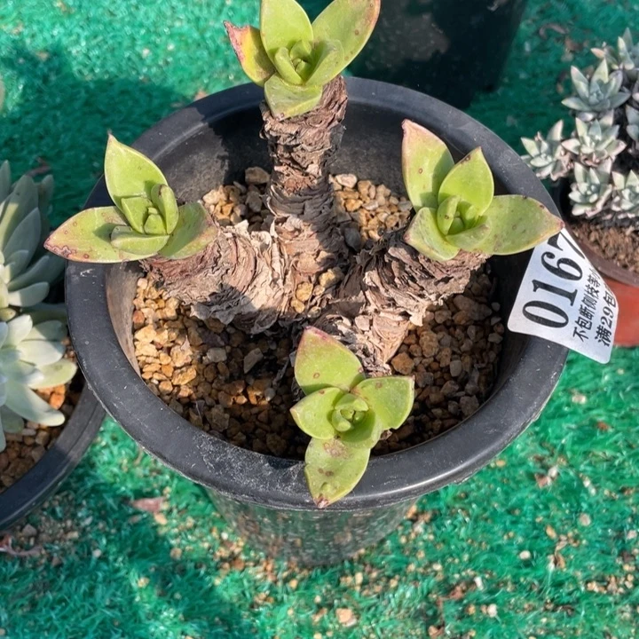 167号帕莫瑞苹果叶多肉