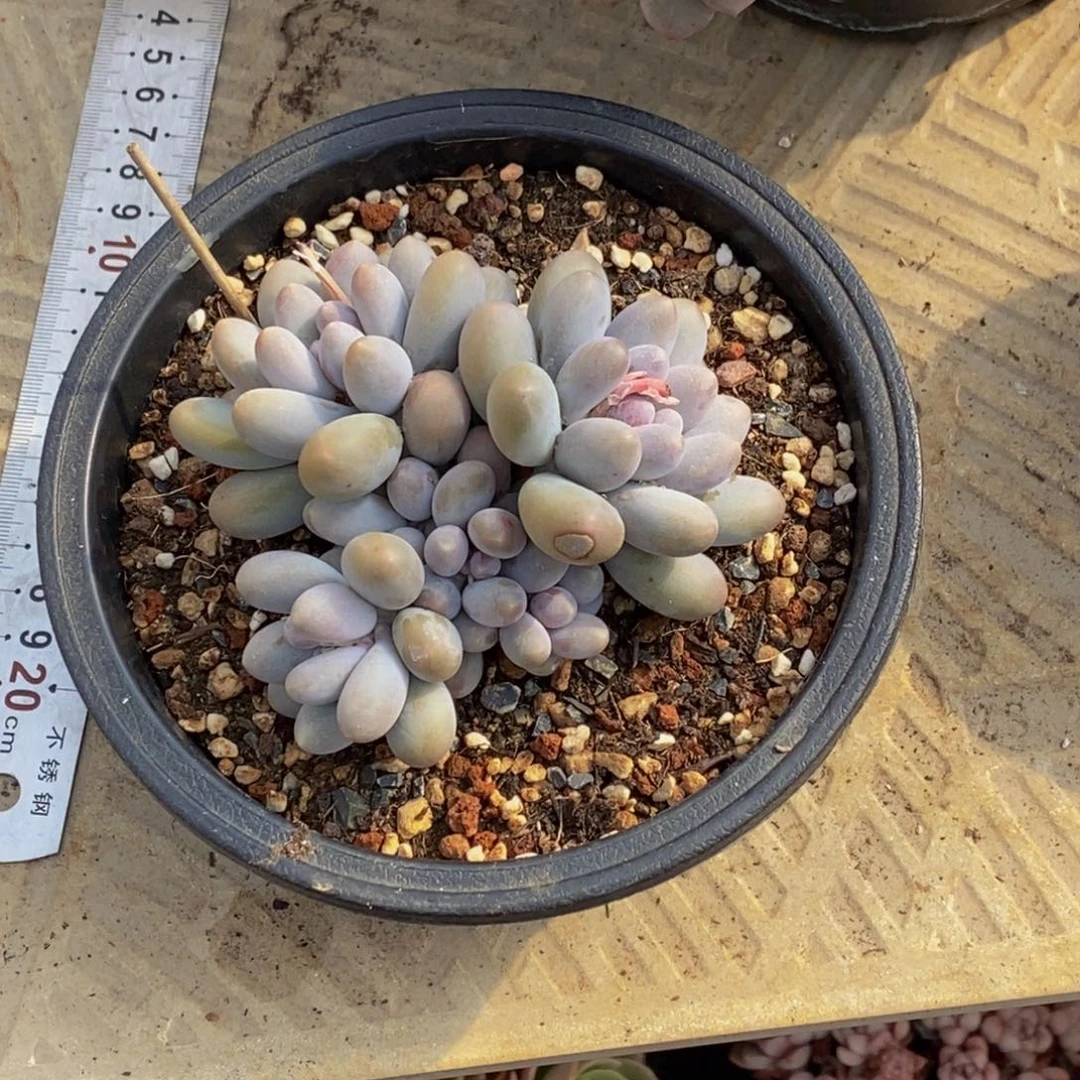 ～***～48包邮一物一拍多肉植物