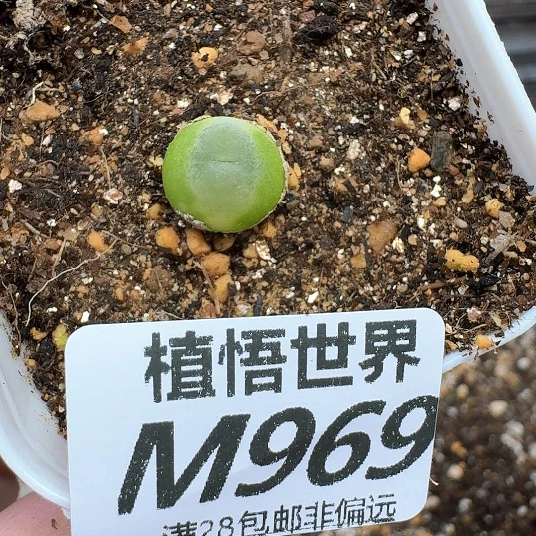 多肉植物的润泽地和f