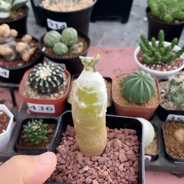 699雪露厚墩菊块根