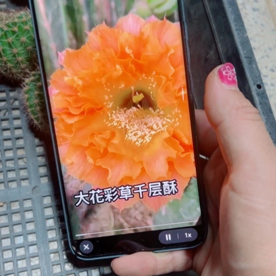 下36彩草千层酥歪无根侧芽4公分左右20包邮