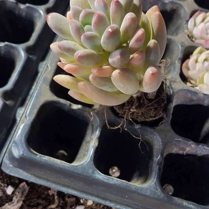 灯美人1.5带土发