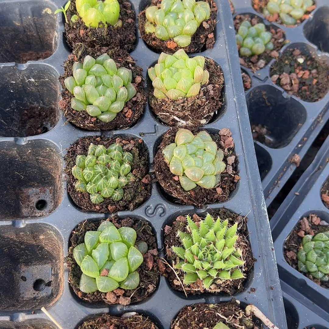 直播福利一物一拍46