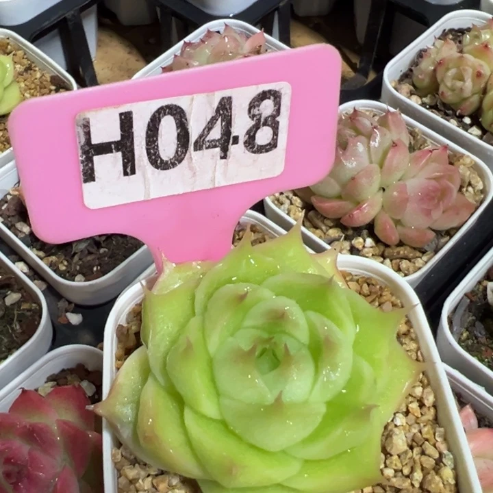 麦秆5cm多肉植物cc