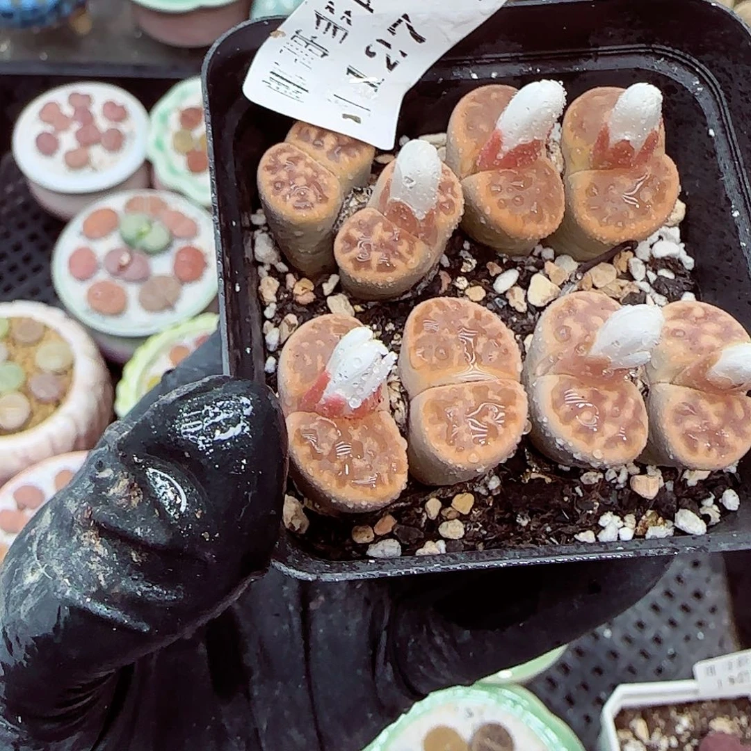 生石花满18包邮1127-164