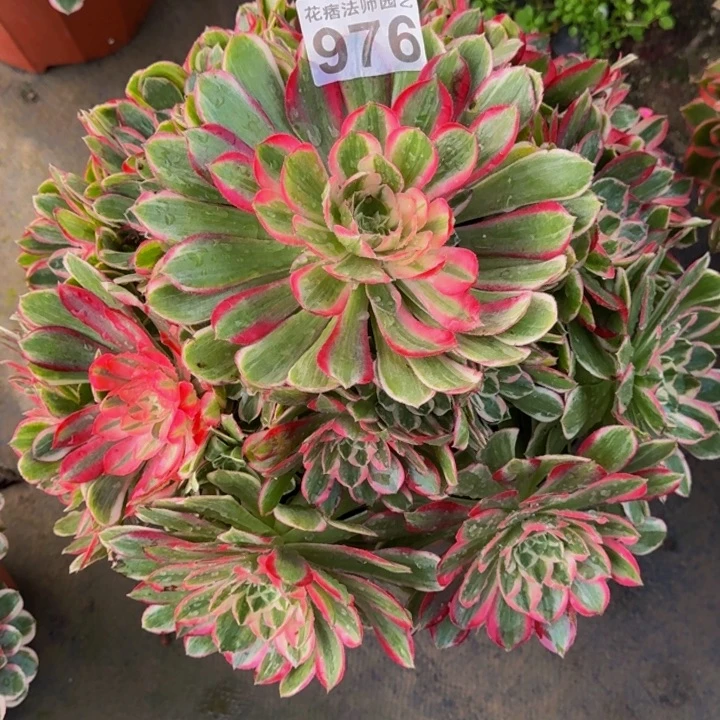 00000000000976孔雀翎