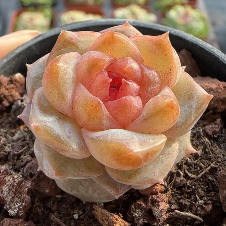 21绝绝子的多肉1颗