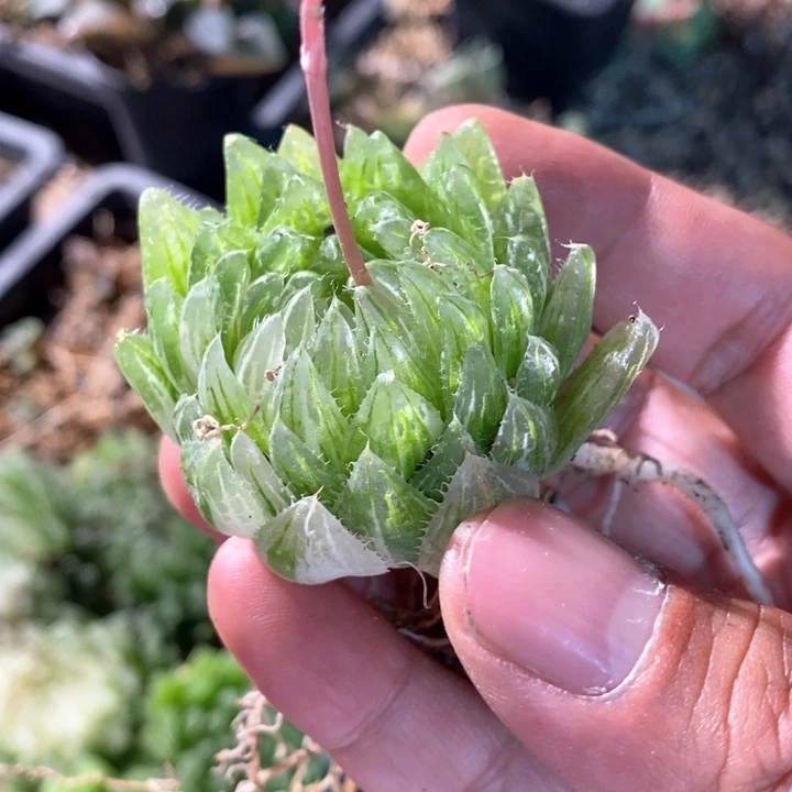 浩**贝2888  一颗福利