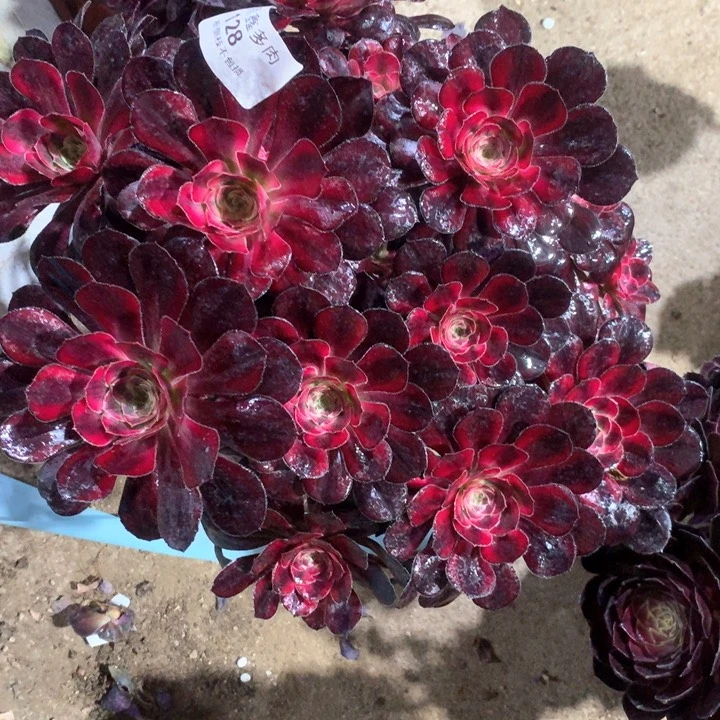 128香奈多肉植物