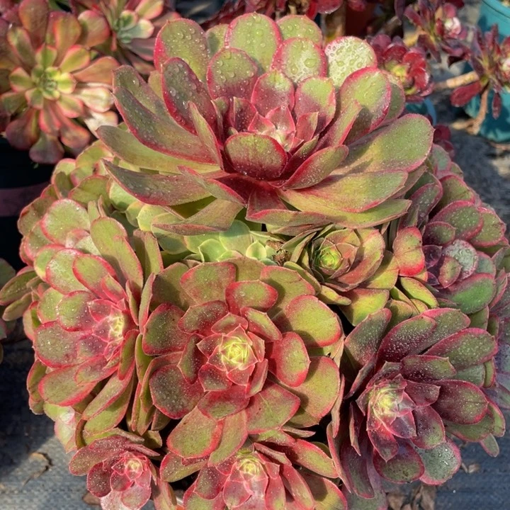 011克拉恋人精品法师多肉