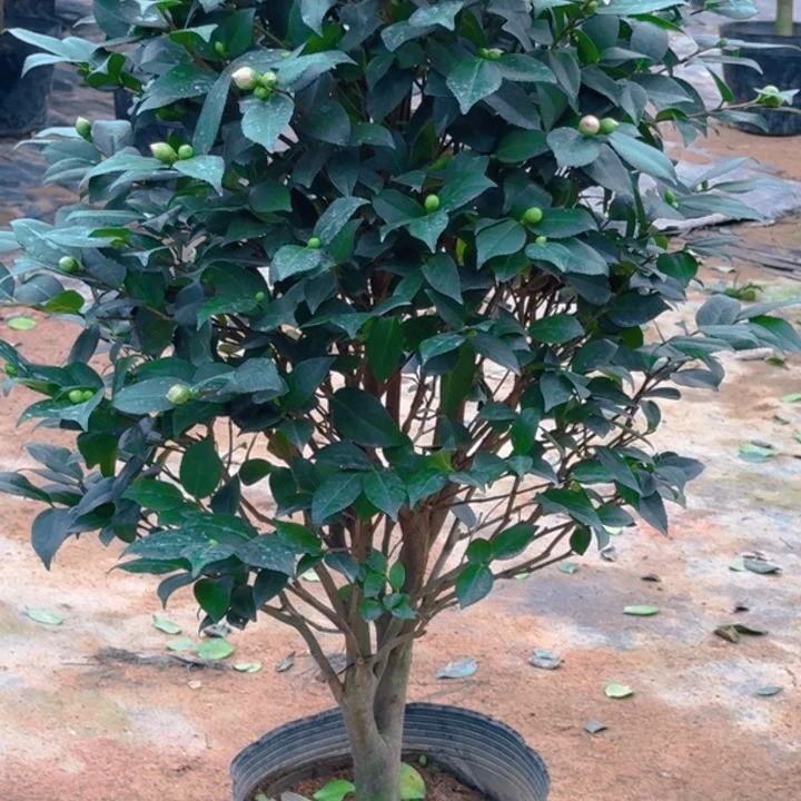 完全开放善**已茶花一物一拍一颗