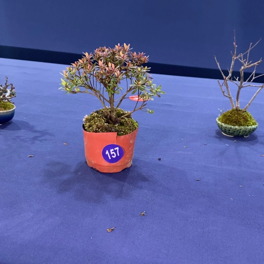 红陶d**y红红火火过大年157