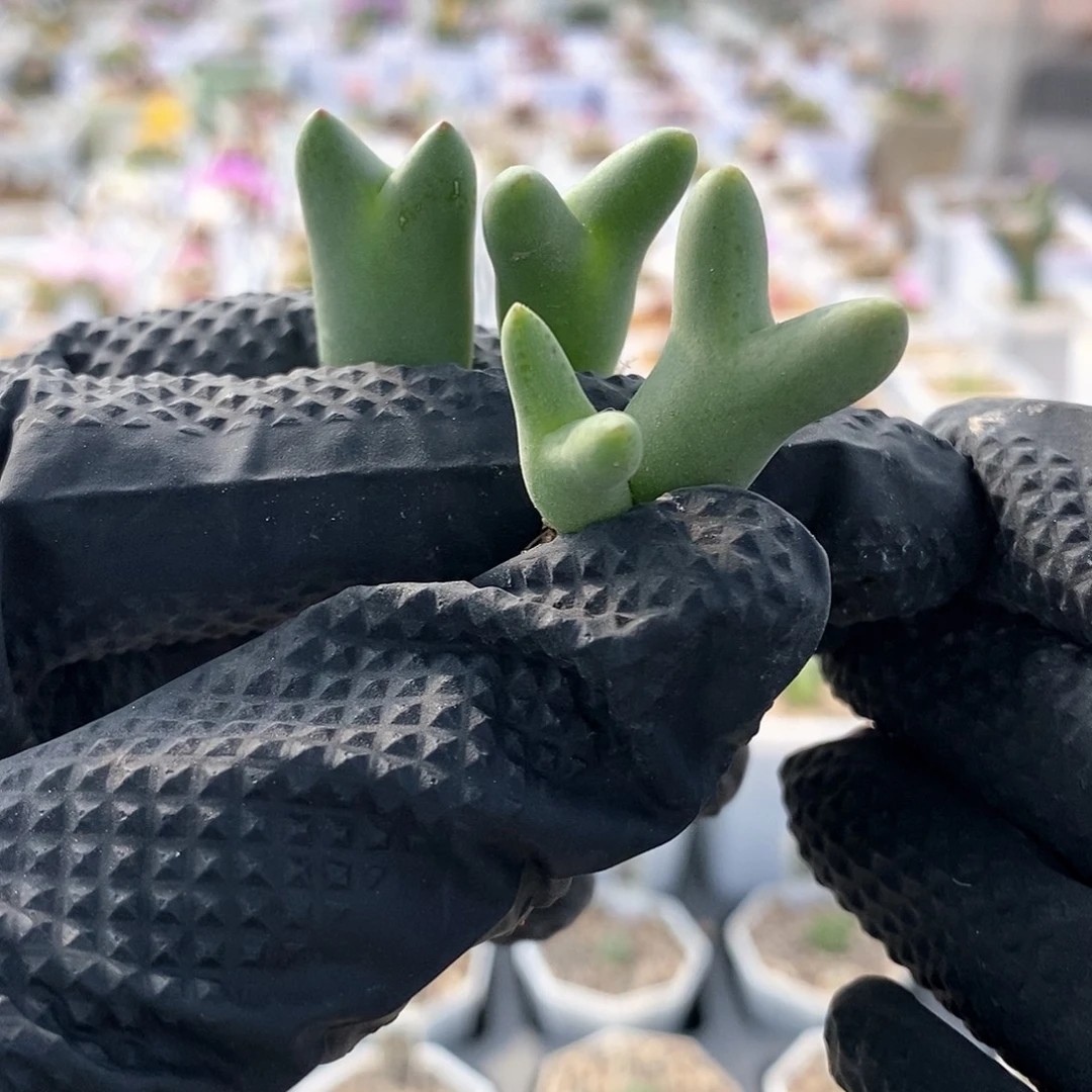 一物一拍三颗皮卡丘苗子