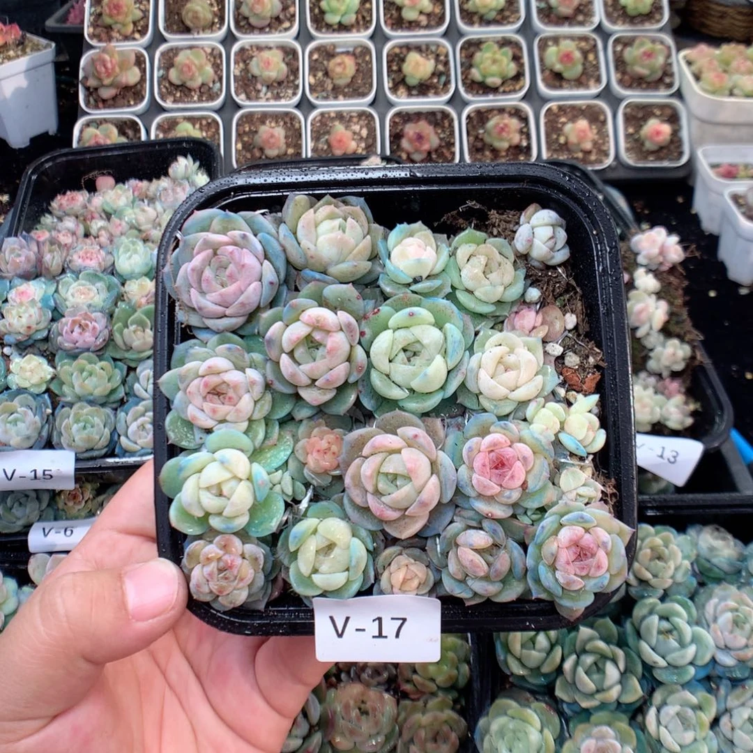 无花朵V17 风花雪月混巫拉拉个体