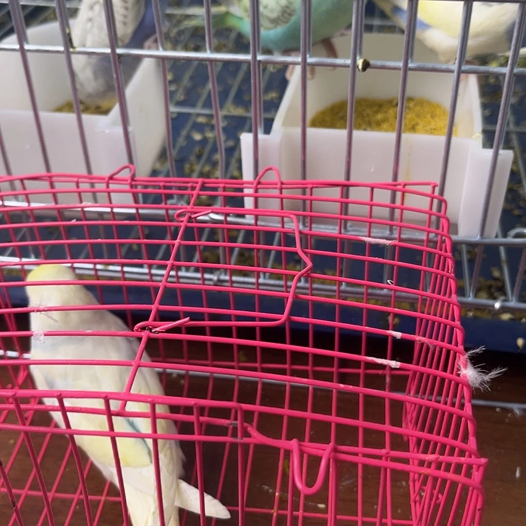 虎皮鹦鹉金彩鹦鹉
