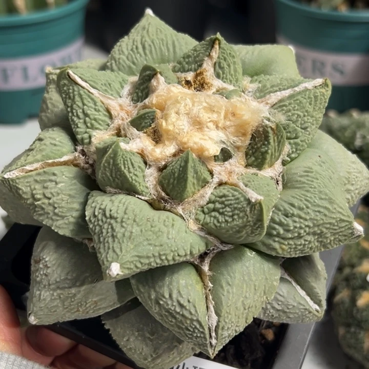 V***s284 仙人球的故事是